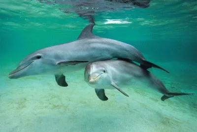 פאזל של dolphinsmart