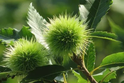 פאזל של verde