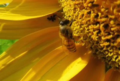 פאזל של ape nel girasole