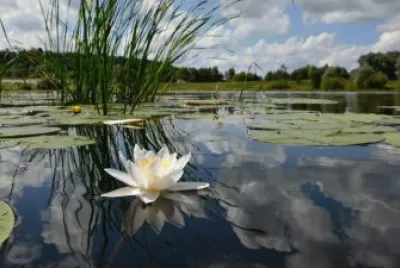 פאזל של white_water_lily
