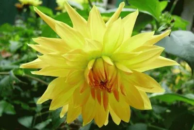 dahlia