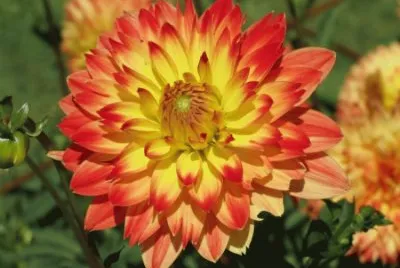dahlia