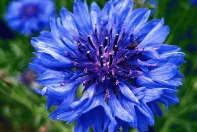 פאזל של flores