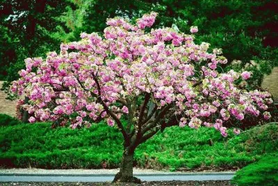 פאזל של flor