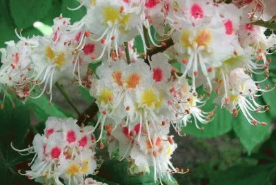 פאזל של flor