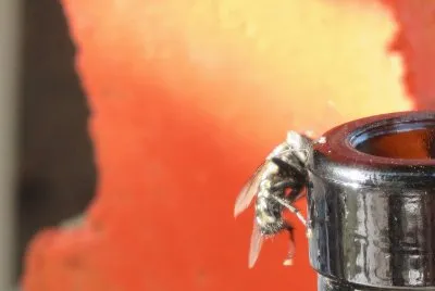 la mosca