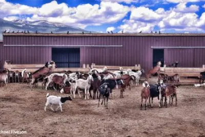 Goats and Birds