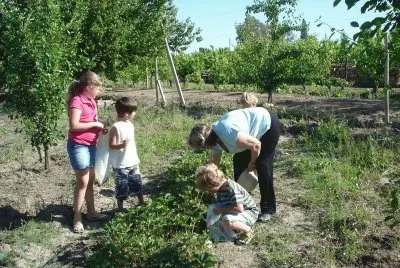 Cosechando frutillas en Mendoza. Argentina