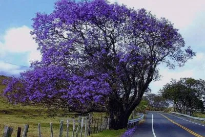 Natureza