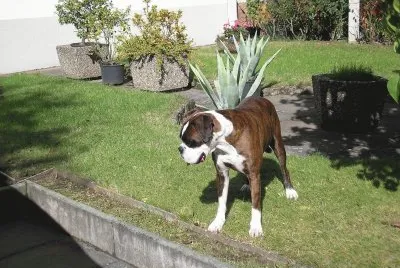 Boxer 2