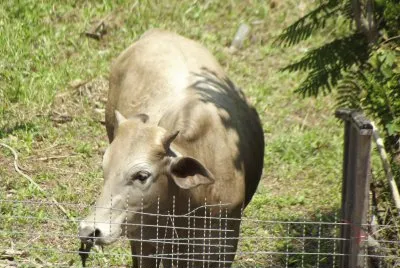 A Cow
