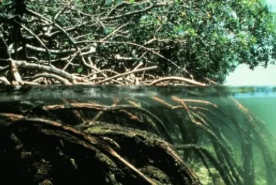 Manglar en BangladÃ©s