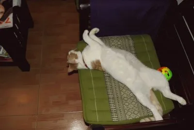 Kater 2