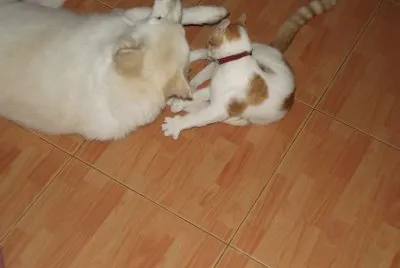 The Fight
