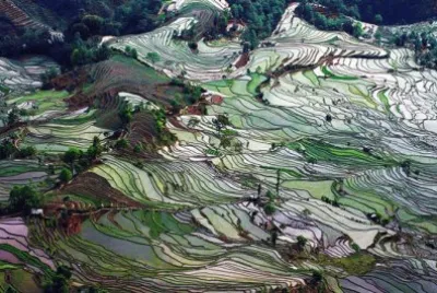 Terrazas de arroz en China