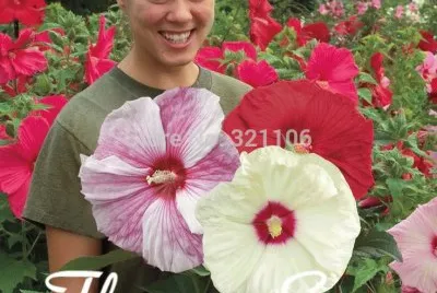 flores gigantes