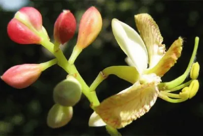flor del tamarindo