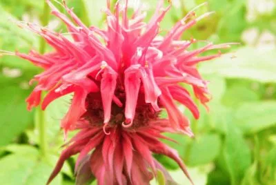 fleur