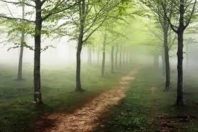 foggy trees