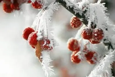 first frost-95