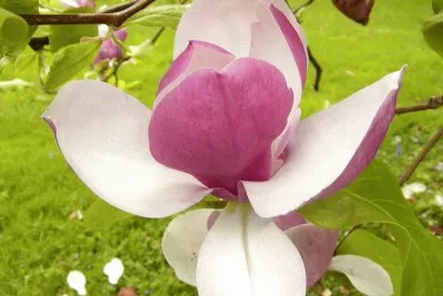 magnolia