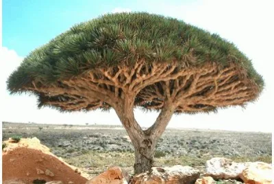 Natureza