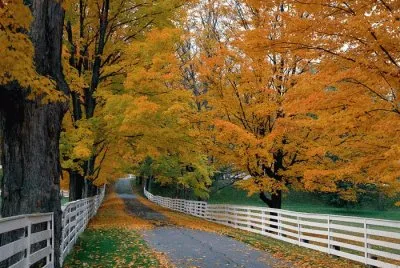 Natureza jigsaw puzzle