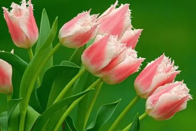tulipes jigsaw puzzle