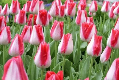 tulipes jigsaw puzzle