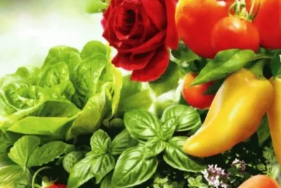 Aliments