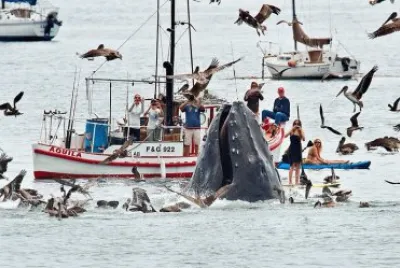 whale-boats