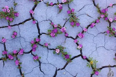 Imagem jigsaw puzzle