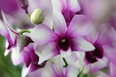 פאזל של dendrobium