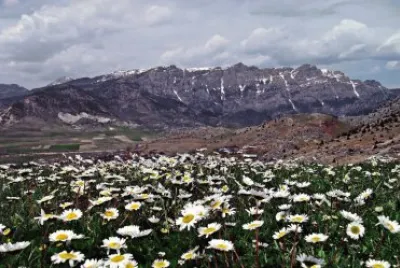 Flores do campo