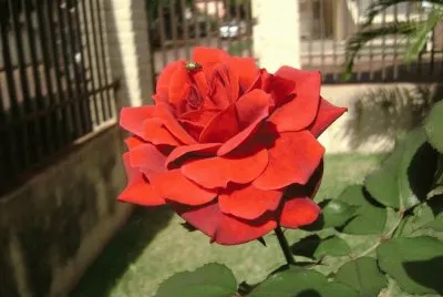 FLORES