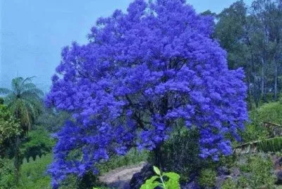FLORES jigsaw puzzle
