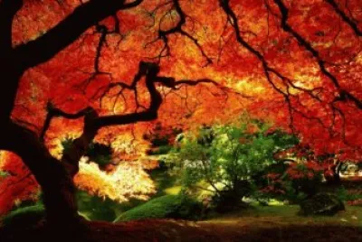 varios jigsaw puzzle