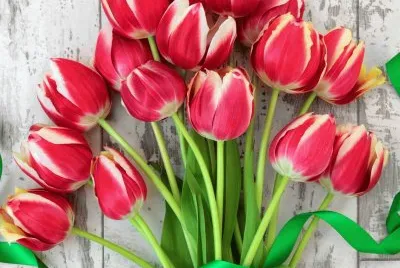 Tulipas jigsaw puzzle