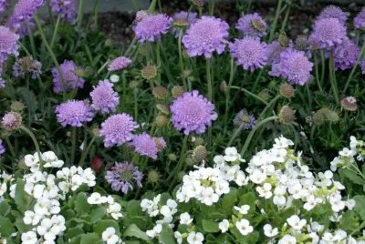 Flores jigsaw puzzle