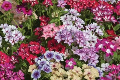 Flores jigsaw puzzle