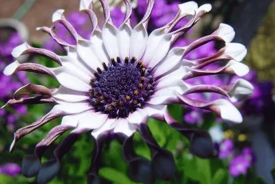 Flor jigsaw puzzle