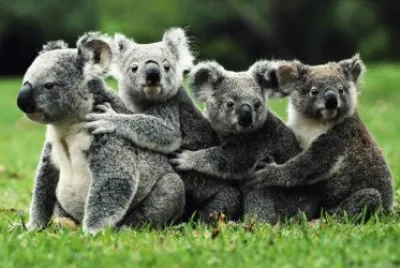 Animais jigsaw puzzle