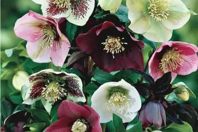 Violetas jigsaw puzzle