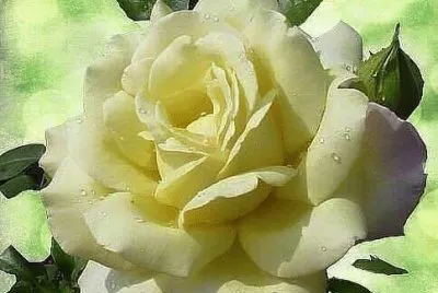 Rosa jigsaw puzzle