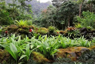 En Costa Rica jigsaw puzzle