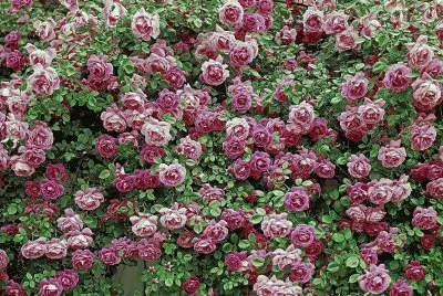 Flores