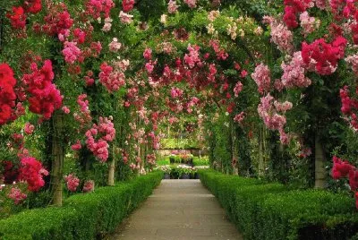 Flores jigsaw puzzle