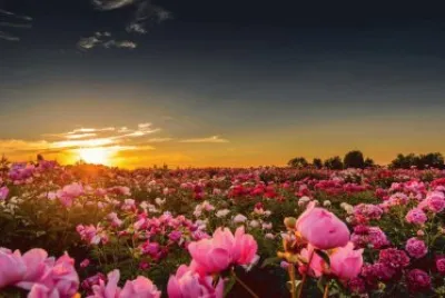 Rosas jigsaw puzzle