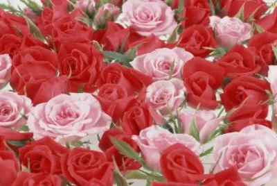 Rosas