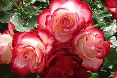 Rosas